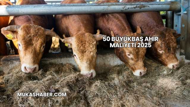 50 Büyükbaş Ahır Maliyeti 2025