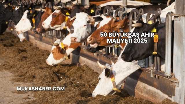 50 Büyükbaş Ahır Maliyeti 2025