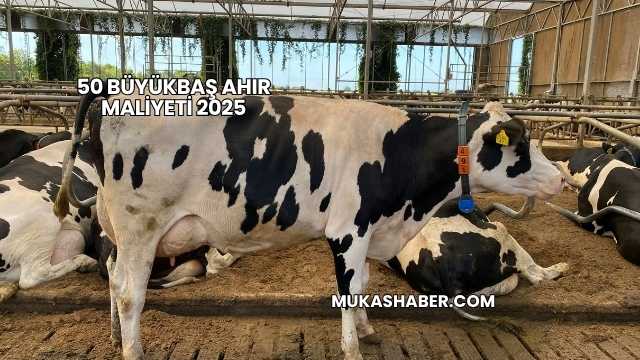 50 Büyükbaş Ahır Maliyeti 2025