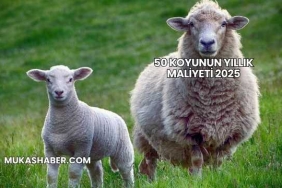 50 Koyunun Yıllık Maliyeti 2025
