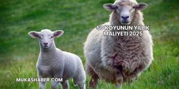 50 Koyunun Yıllık Maliyeti 2025