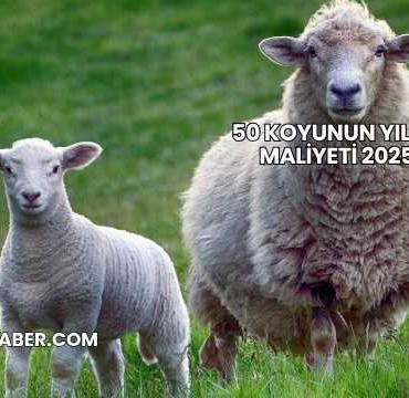 50 Koyunun Yıllık Maliyeti 2025
