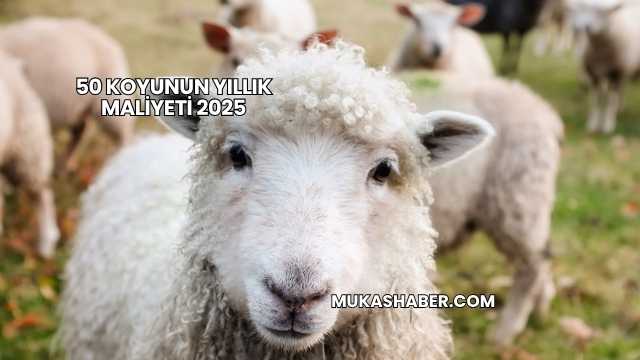 50 Koyunun Yıllık Maliyeti 2025