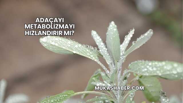Adaçayı Metabolizmayı Hızlandırır mı?