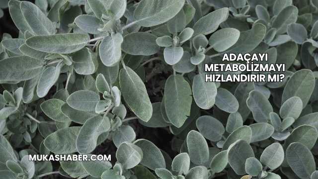 Adaçayı Metabolizmayı Hızlandırır mı?