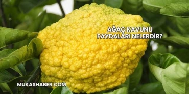 Ağaç Kavunu Faydaları Nelerdir?