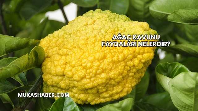 Ağaç Kavunu Faydaları Nelerdir?