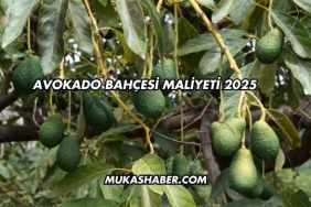 Avokado Bahçesi Maliyeti 2025