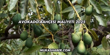 Avokado Bahçesi Maliyeti 2025