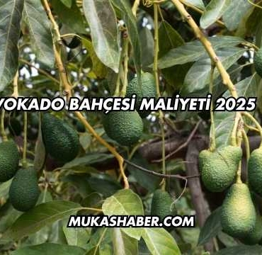 Avokado Bahçesi Maliyeti 2025
