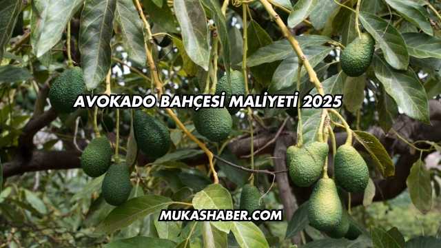 Avokado Bahçesi Maliyeti 2025