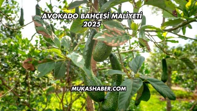 Avokado Bahçesi Maliyeti 2025