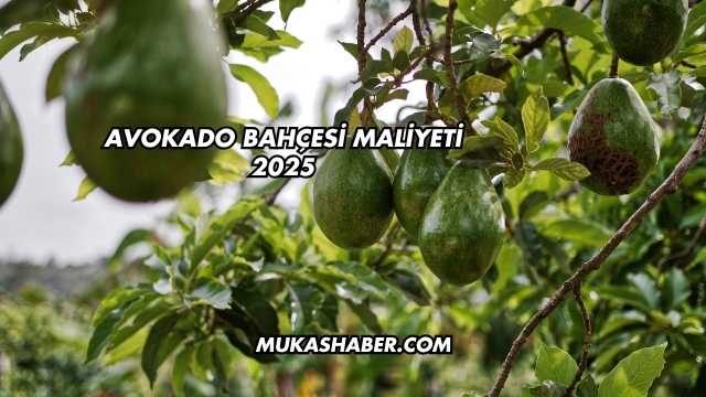 Avokado Bahçesi Maliyeti 2025