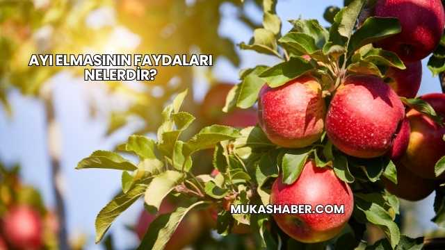 Ayı Elmasının Faydaları Nelerdir?