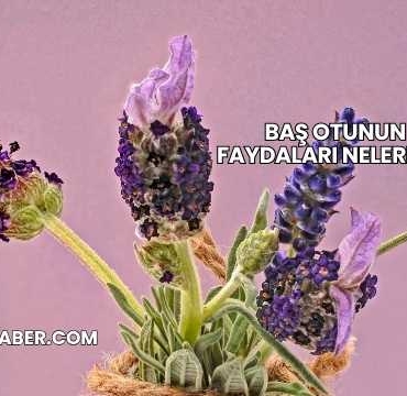 Baş Otunun Faydaları Nelerdir?