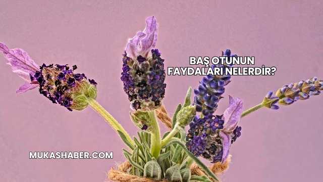 Baş Otunun Faydaları Nelerdir?