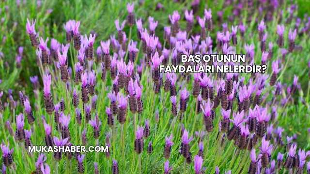 Baş Otunun Faydaları Nelerdir?
