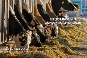 Bir Süt İneğinin Günlük Maliyeti 2025