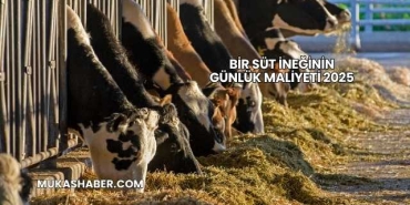 Bir Süt İneğinin Günlük Maliyeti 2025