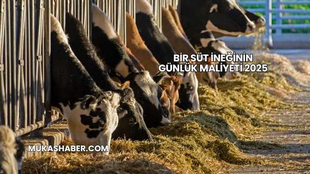 Bir Süt İneğinin Günlük Maliyeti 2025