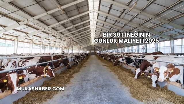 Bir Süt İneğinin Günlük Maliyeti 2025