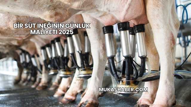 Bir Süt İneğinin Günlük Maliyeti 2025