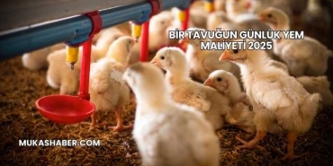 Bir Tavuğun Günlük Yem Maliyeti 2025