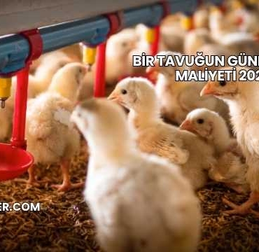 Bir Tavuğun Günlük Yem Maliyeti 2025
