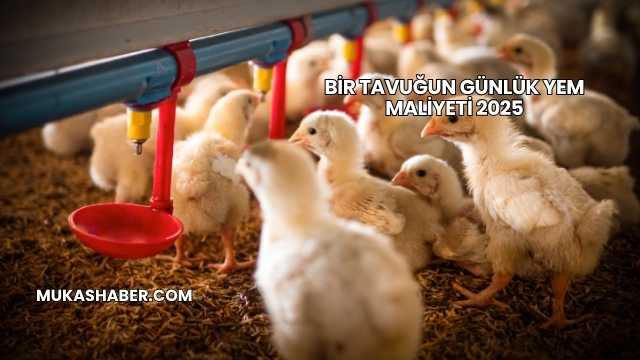 Bir Tavuğun Günlük Yem Maliyeti 2025