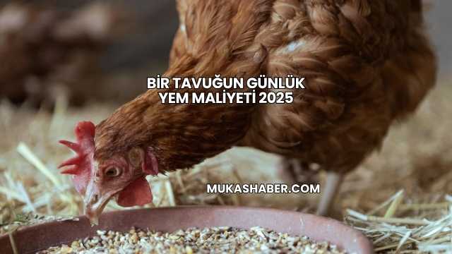 Bir Tavuğun Günlük Yem Maliyeti 2025