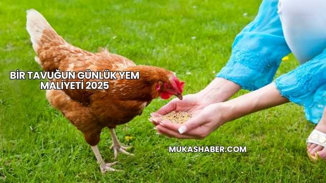 Bir Tavuğun Günlük Yem Maliyeti 2025