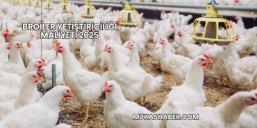 Broiler Yetiştiriciliği Maliyeti 2025