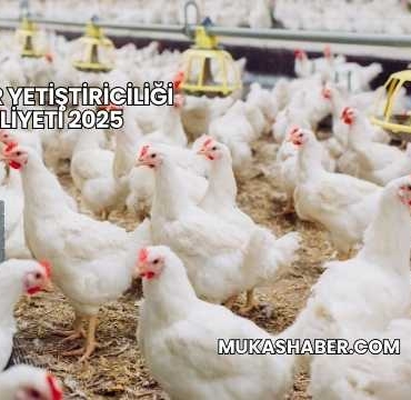 Broiler Yetiştiriciliği Maliyeti 2025