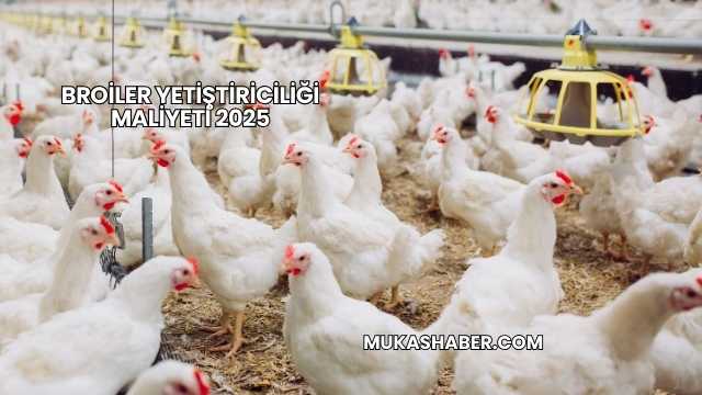 Broiler Yetiştiriciliği Maliyeti 2025