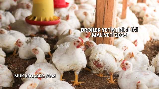 Broiler Yetiştiriciliği Maliyeti 2025