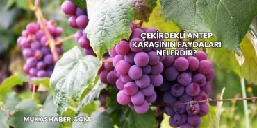 Çekirdekli Antep Karasının Faydaları Nelerdir?