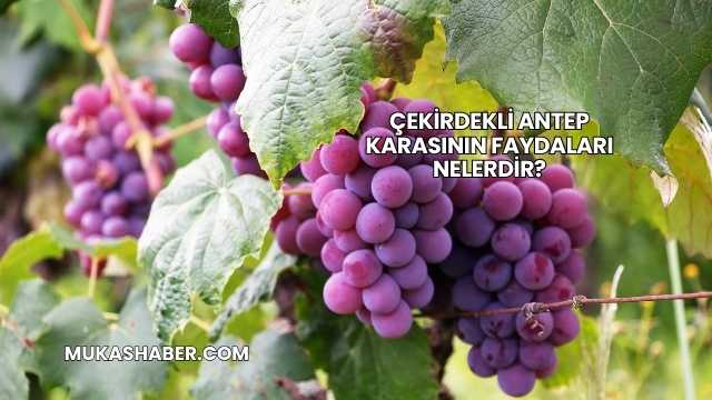 Çekirdekli Antep Karasının Faydaları Nelerdir?