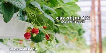 Çilek Yetiştiriciliği Maliyeti 2025
