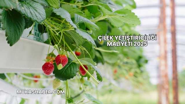 Çilek Yetiştiriciliği Maliyeti 2025