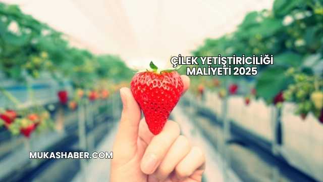 Çilek Yetiştiriciliği Maliyeti 2025