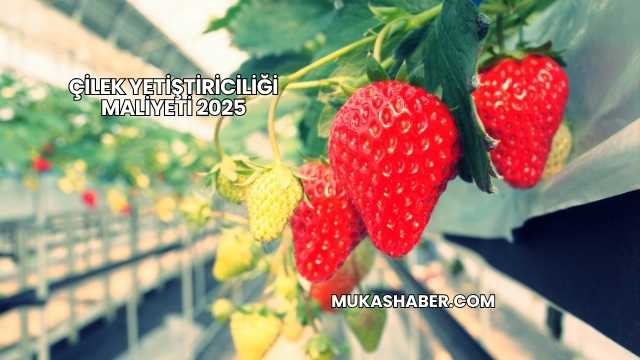 Çilek Yetiştiriciliği Maliyeti 2025
