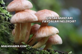 Çıntar Mantarı Faydaları Nelerdir?