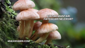 Çıntar Mantarı Faydaları Nelerdir?