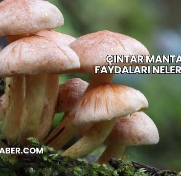 Çıntar Mantarı Faydaları Nelerdir?