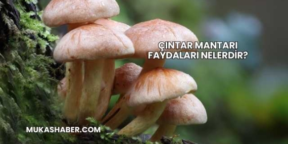 Çıntar Mantarı Faydaları Nelerdir?