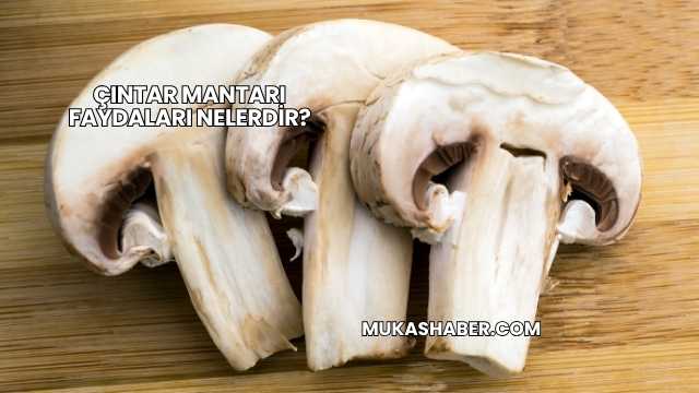 Çıntar Mantarı Faydaları Nelerdir?
