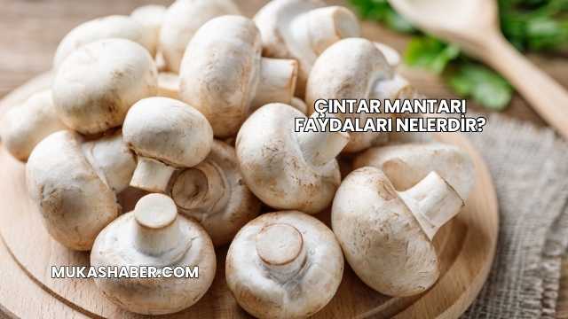 Çıntar Mantarı Faydaları Nelerdir?
