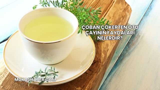Çoban Çökerten Otu Çayının Faydaları Nelerdir?