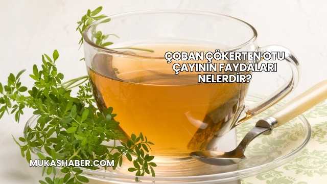 Çoban Çökerten Otu Çayının Faydaları Nelerdir?
