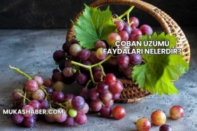 Çoban Üzümü Faydaları Nelerdir?